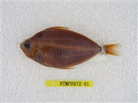 藏品(細紋鰏)的圖片